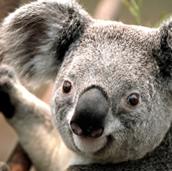 Koala